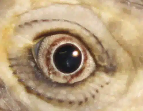 Avatar von Bartis