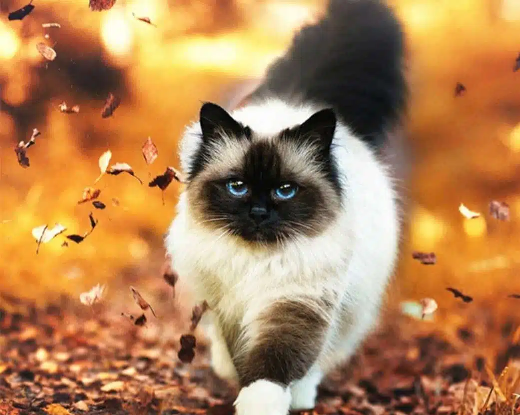 Avatar von Lilu
