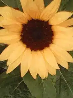 Avatar von Sonnenblume3