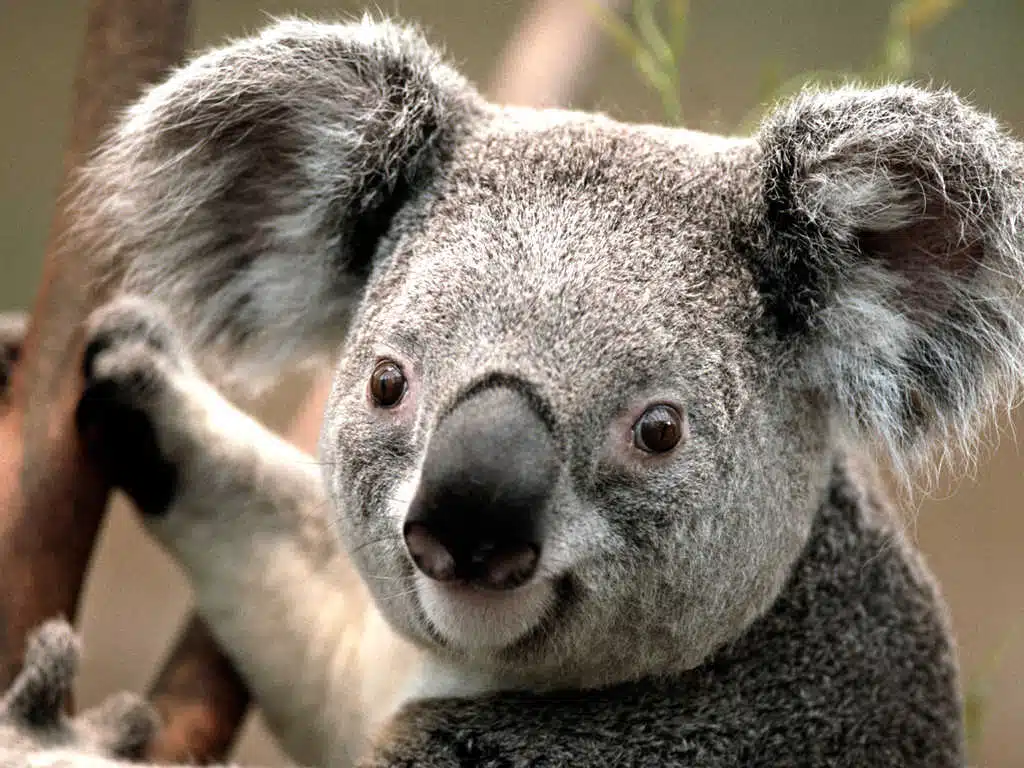 Avatar von Lucky17