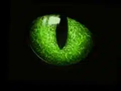Avatar von Felimax