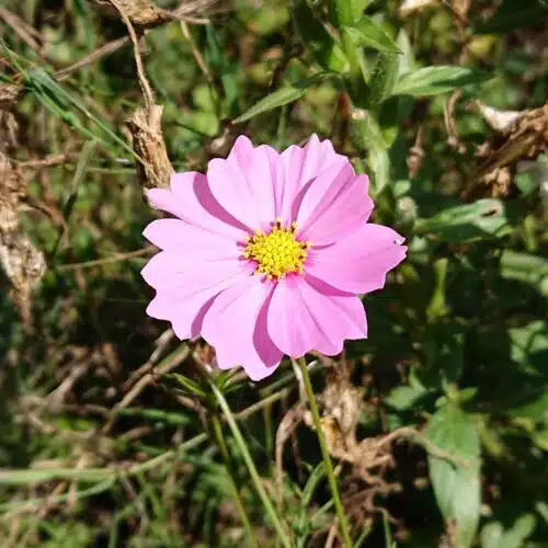 Avatar von Cosmea