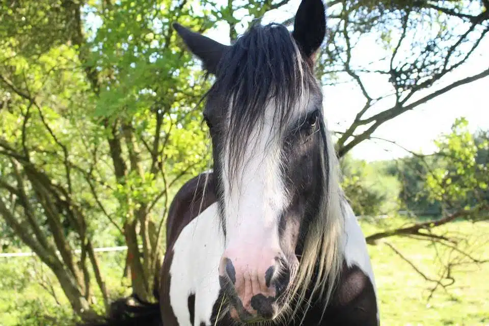 Avatar von Happyilie