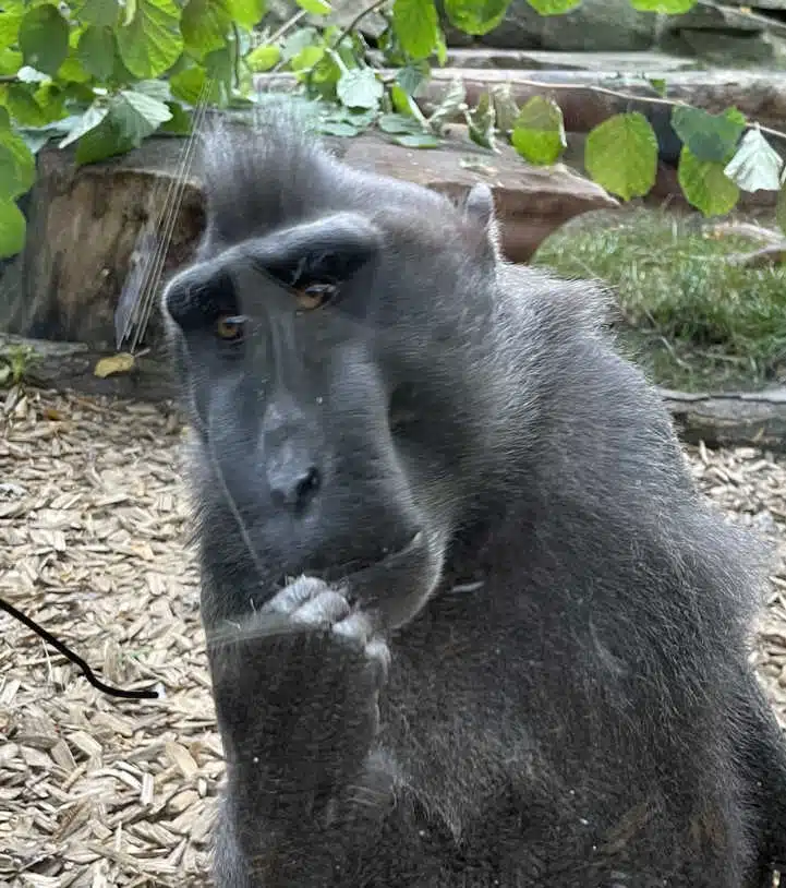 Avatar von gesichtsguennie