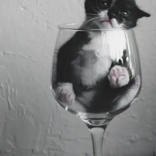 Avatar von Diecat234