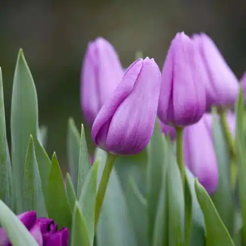 Avatar von Tulipe
