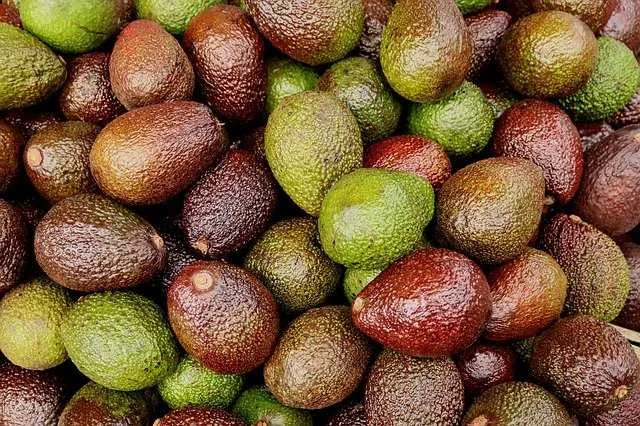 Avatar von avocado