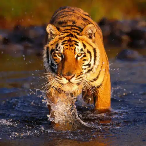 Avatar von Tiger9741