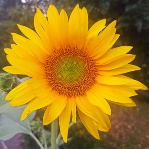 Avatar von Sunflowers78