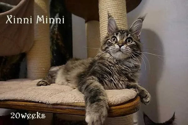 Avatar von XinniMinni