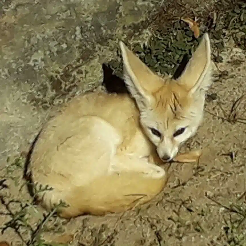 Avatar von Steppenwolf1999