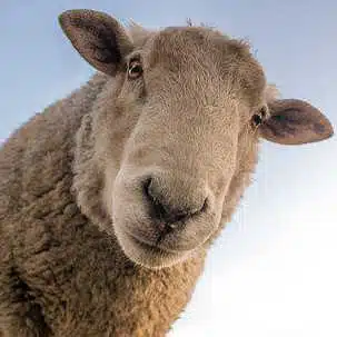 Avatar von Schaf