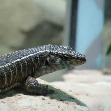 Avatar von Lizard22