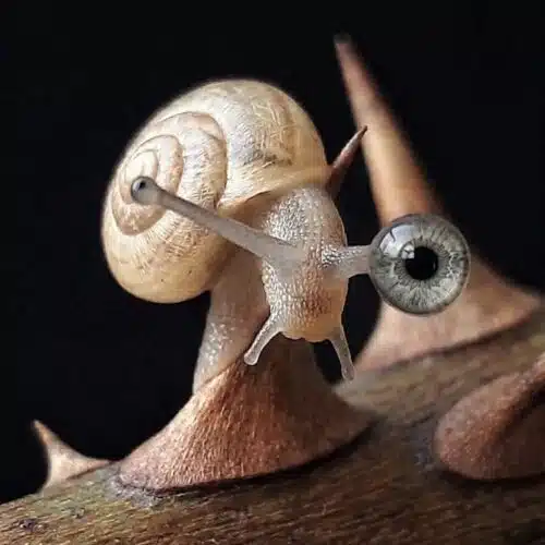 Avatar von Kacktusse