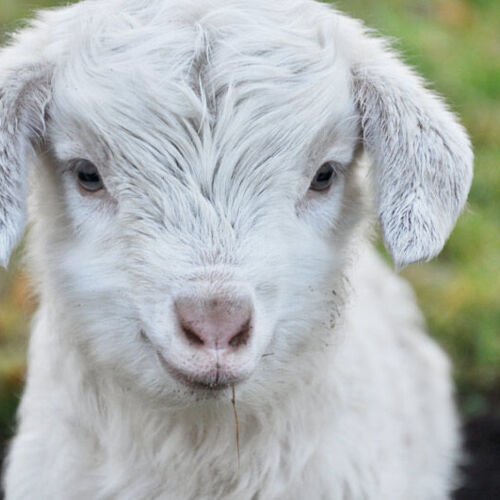 Avatar von MattReich