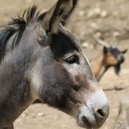 Avatar von laria
