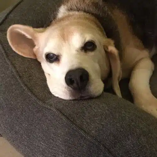 Avatar von der_Beagle