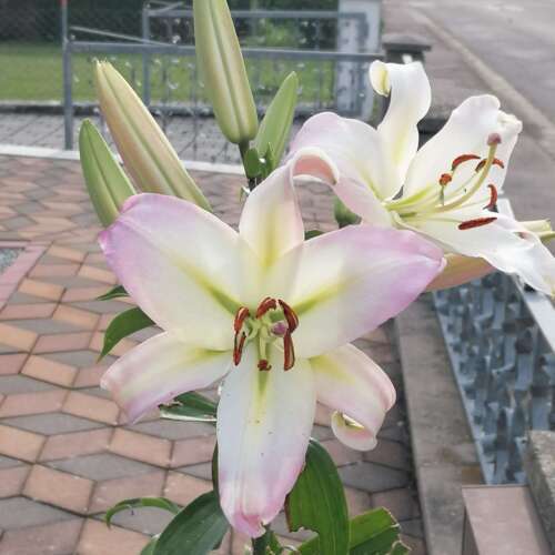 Avatar von Heidrunoma