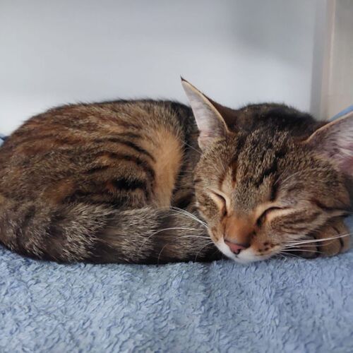 Avatar von Wabattrolf