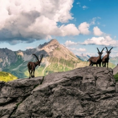 Avatar von Catweazle_26